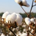 22K Tons of Cotton Imported in 4 Months