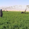 The government is investing 15 trillion rials ($395.5m) on agricultural mechanization in the current year (March 2017-18), 25% more compared with last year’s investment. 