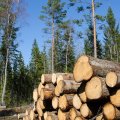 Between 3.5 million and 4 million cubic meters of timber are used by the locals for fuel every year.