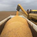 Iran to Buy Wheat for Flour Exports