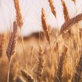 Agricensus Expects Iran’s Wheat Imports to Triple