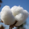 1st Cotton Seedling Cultivation in Iran